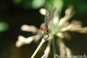 Pyrrhosoma nymphula